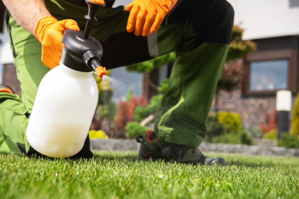 Best Local Pest Control Services  in St Marys, OH