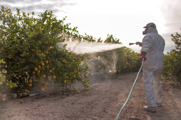 Best Bed Bug Extermination  in St Marys, OH